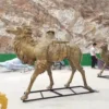 Life Size Camel Statue for Sale