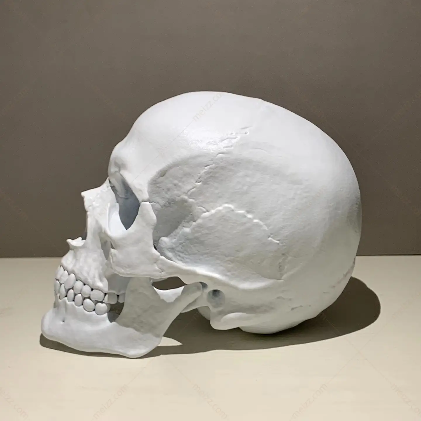 human skull sculpture