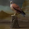 Bronze Falcon Statue for Sale