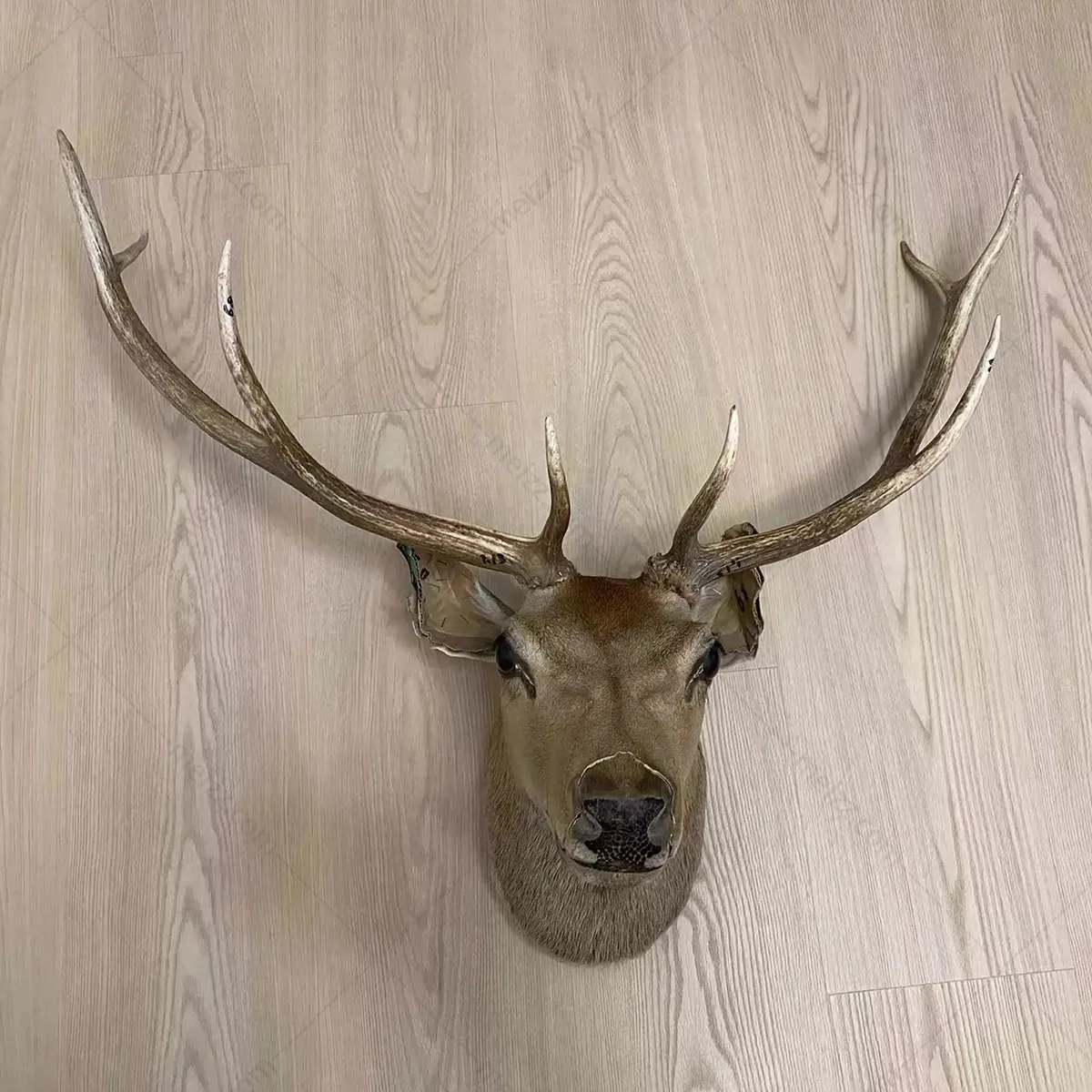 large deer head wall decor